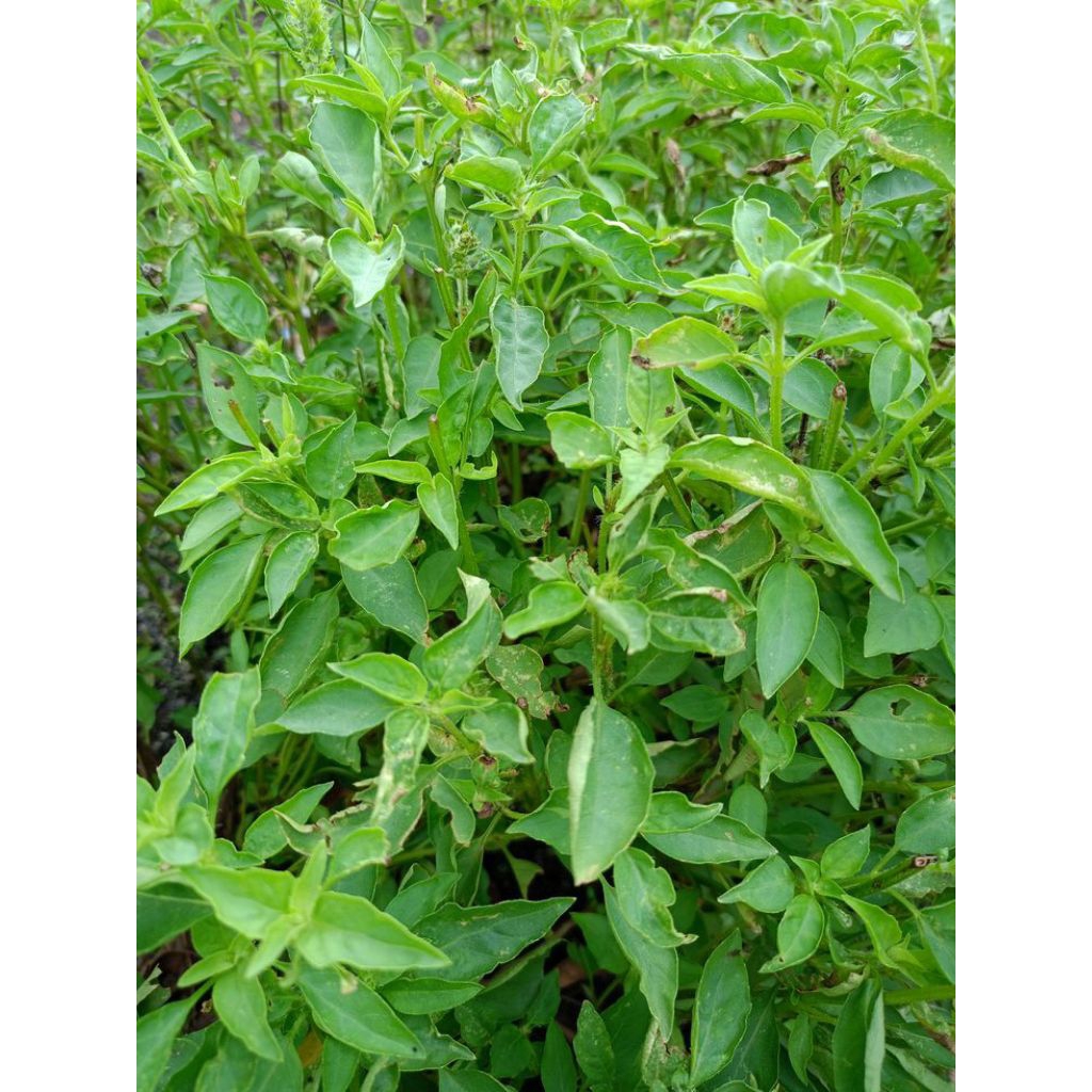 

Daun Kemangi Segar/Aromatik Untuk Lalapan & Masakan