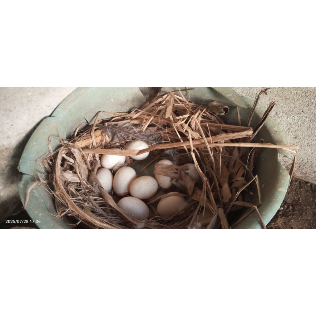 telur entok jumbo ori fertil baru nelur