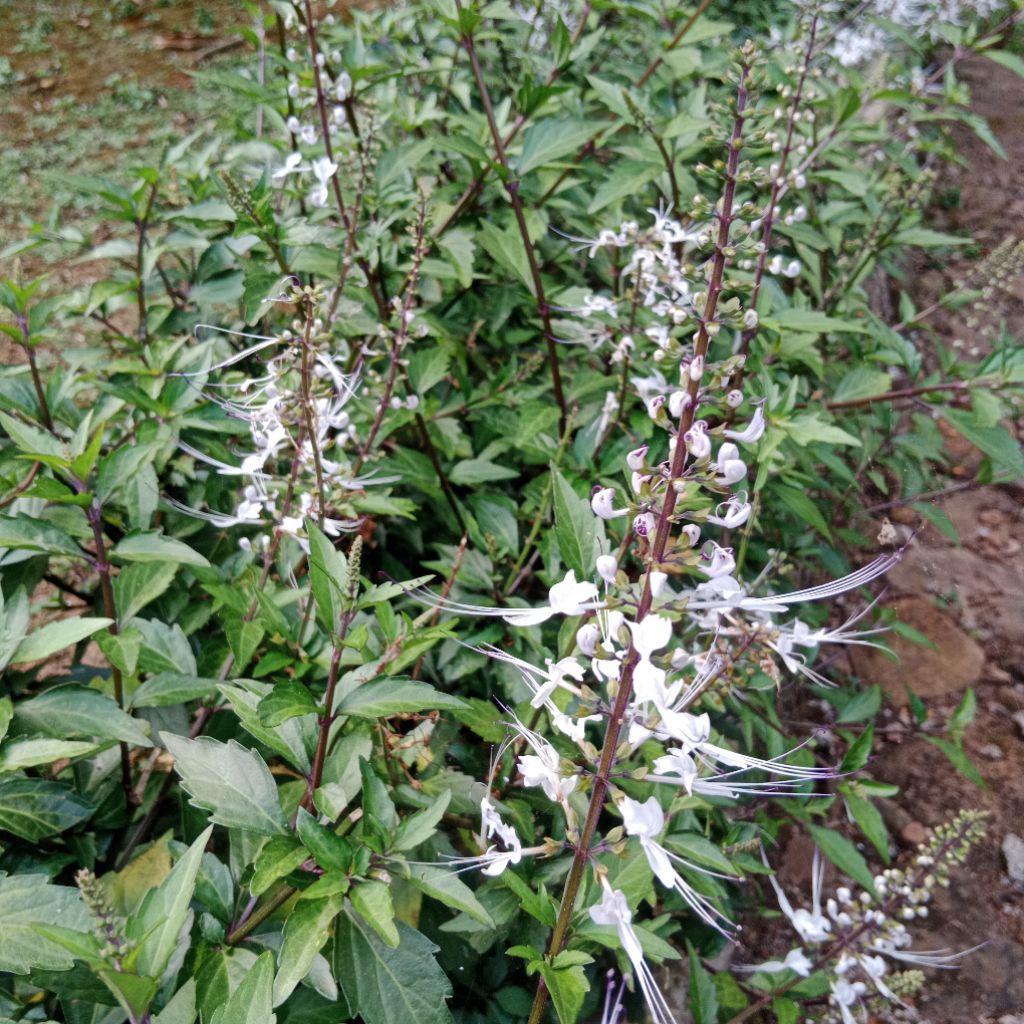 

Daun Kumis Kucing Segar kemasan 100gr