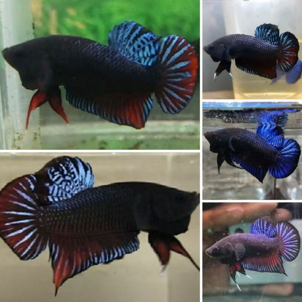 Grosir Cupang Bagan MDS Lampung Gagah Garang dan Berkualitas