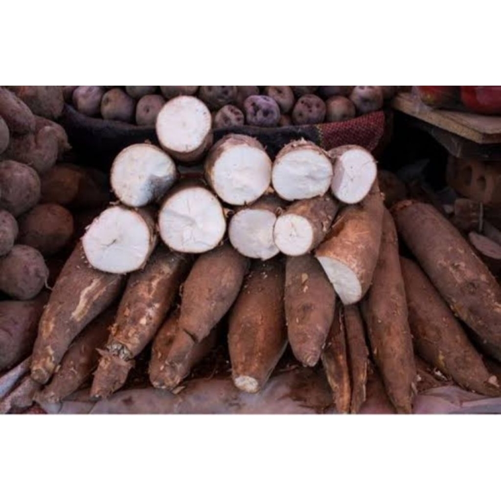 

Singkong keju mentah segar murah 500 gram