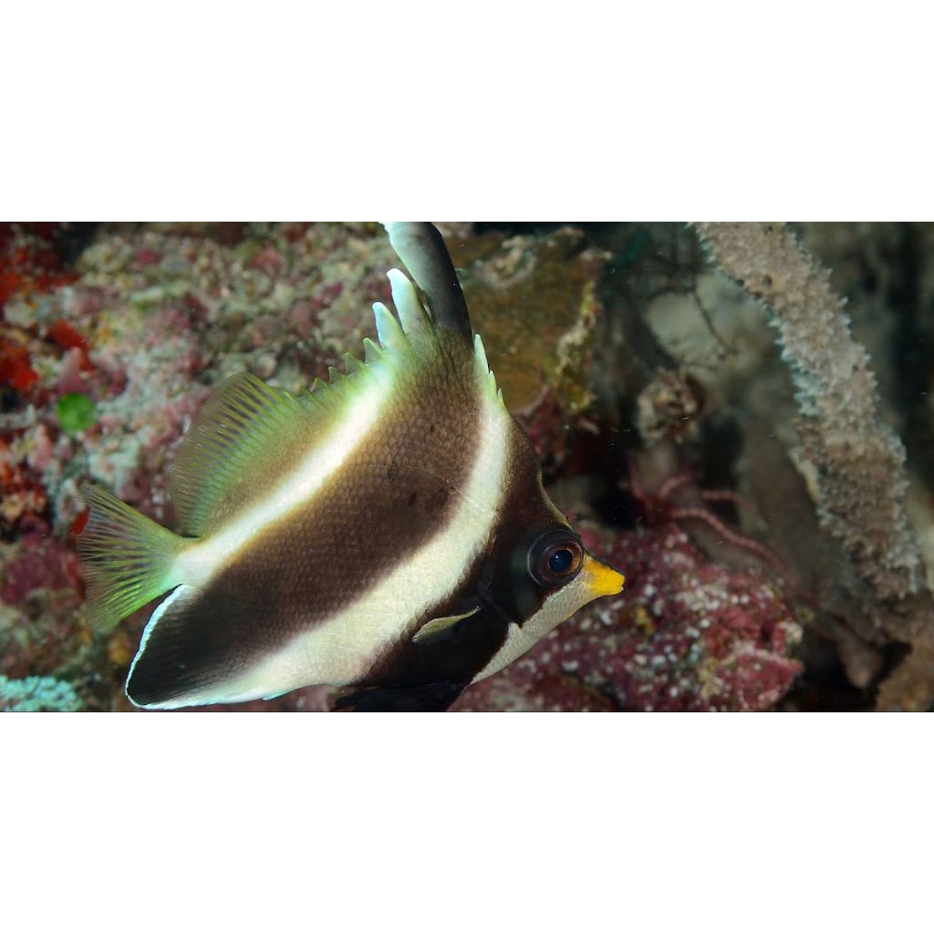 IKAN HIAS LAUT KAMBINGAN