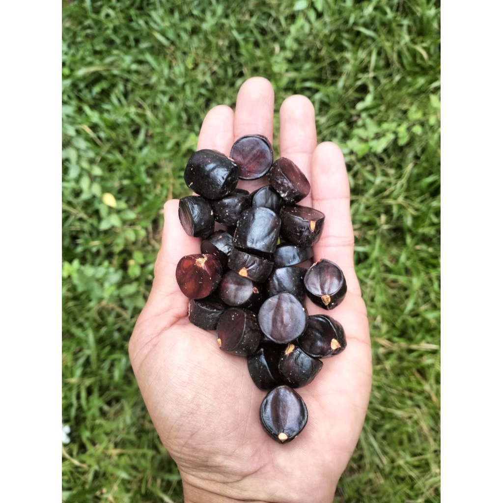 

kabau jolang jaling khas Sumatera 200 gram (packing tin wall+kardus+bubble wrap)