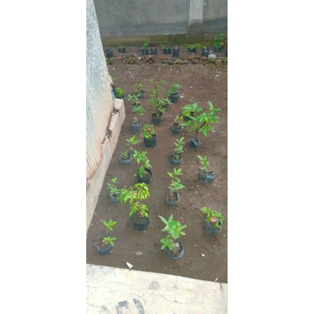 bibit loa/bahan bonsai loa