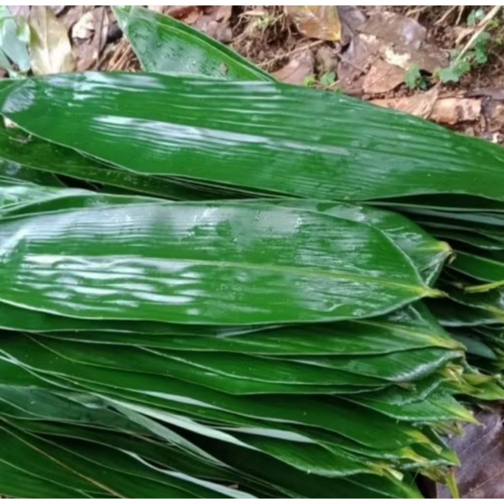 

Daun bambu jumbo segar Redi bungkus Bakcang alami 100 Lembar