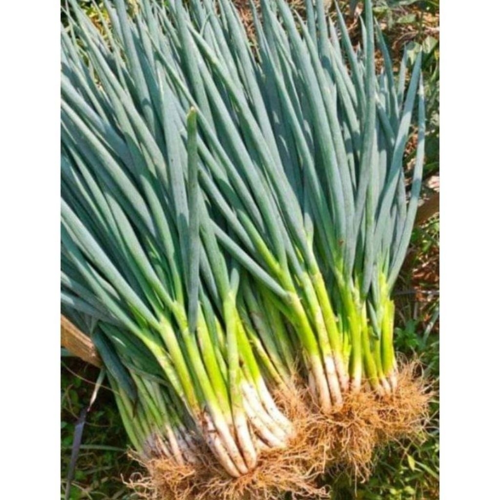 

DAUN BAWANG SEGAR/pack 100 gr