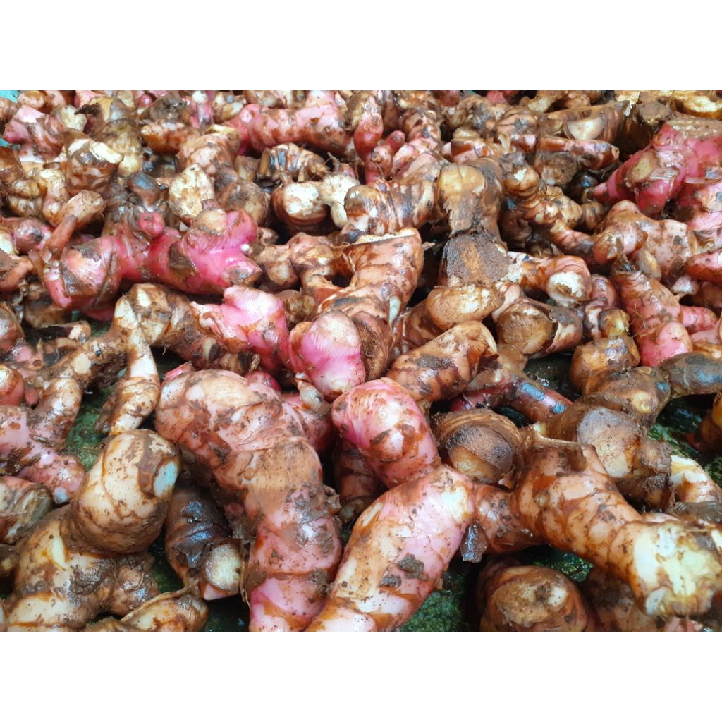 

Laos Merah 1kg Rp9.000