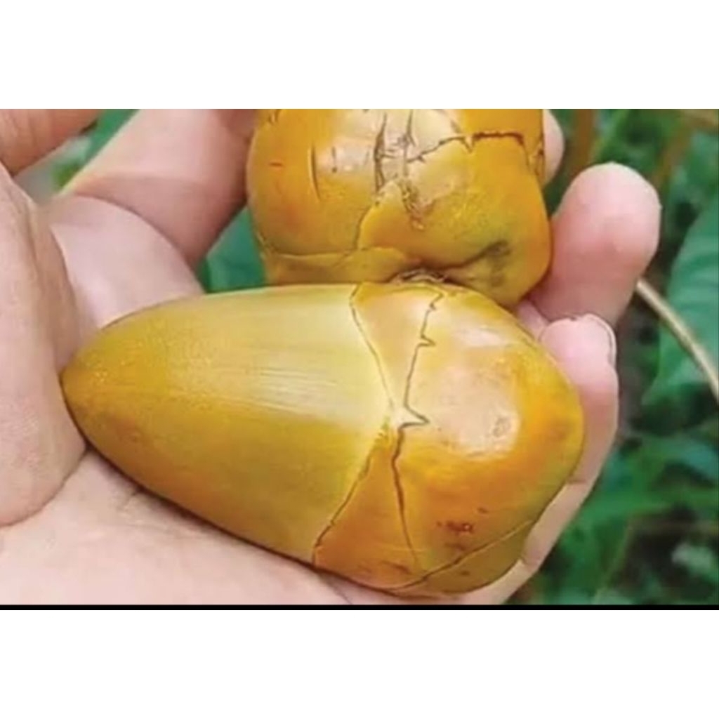 

BELULUK KELAPA / TEMBULUK KELAPA /BLULUK KELAPA 1pcs