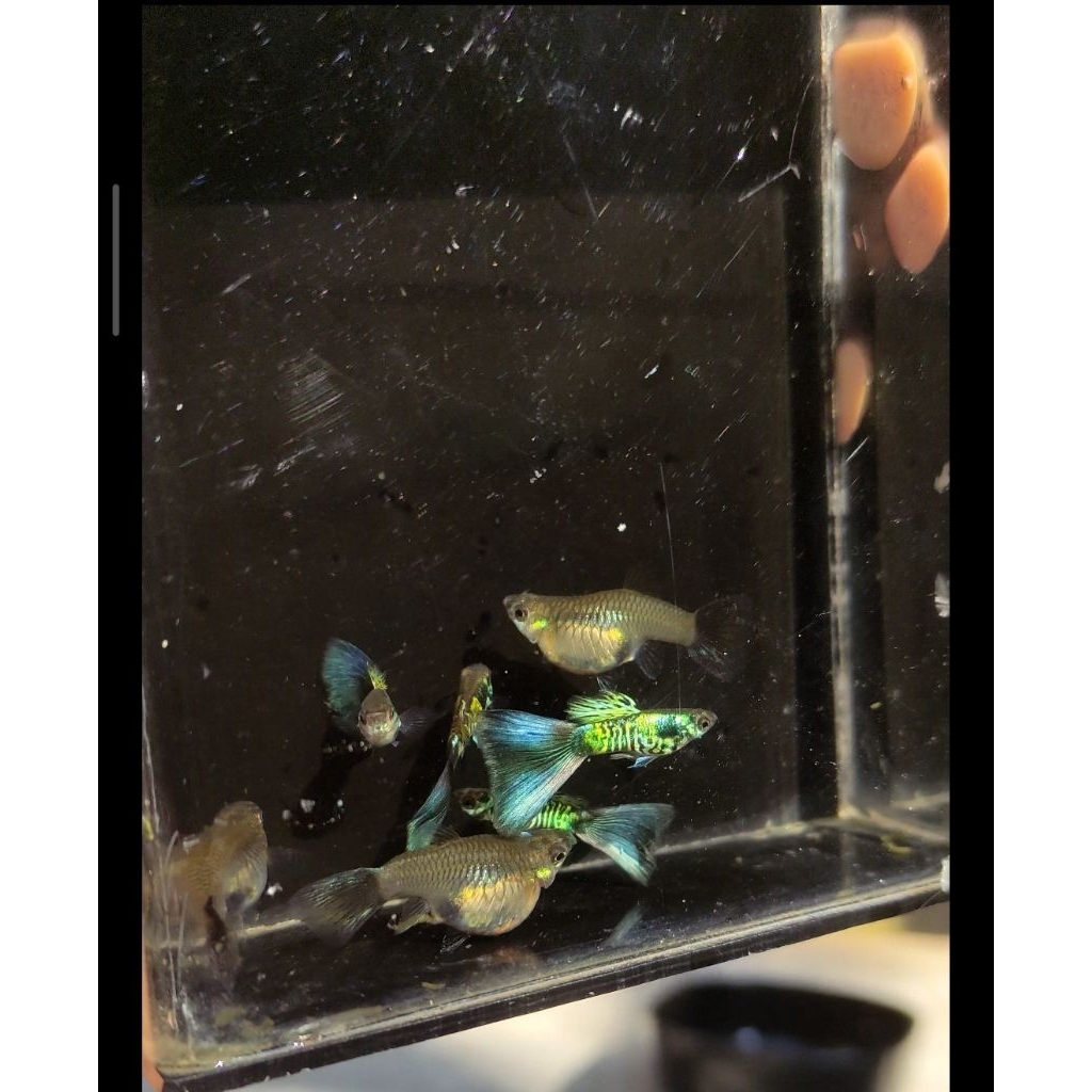 GUPPY GALAXY GREEN TAIL SHORT BODY
