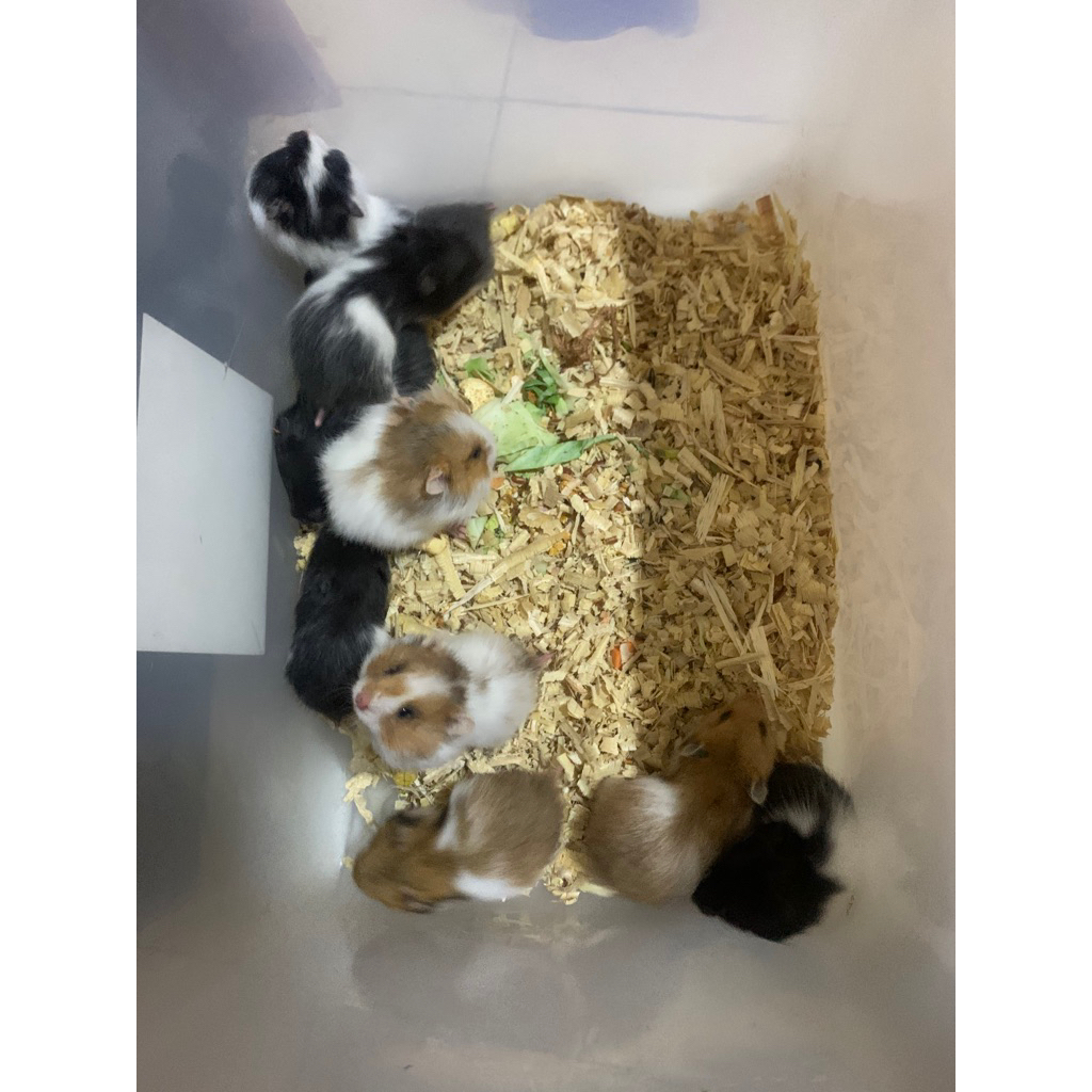 Hamster Syrian