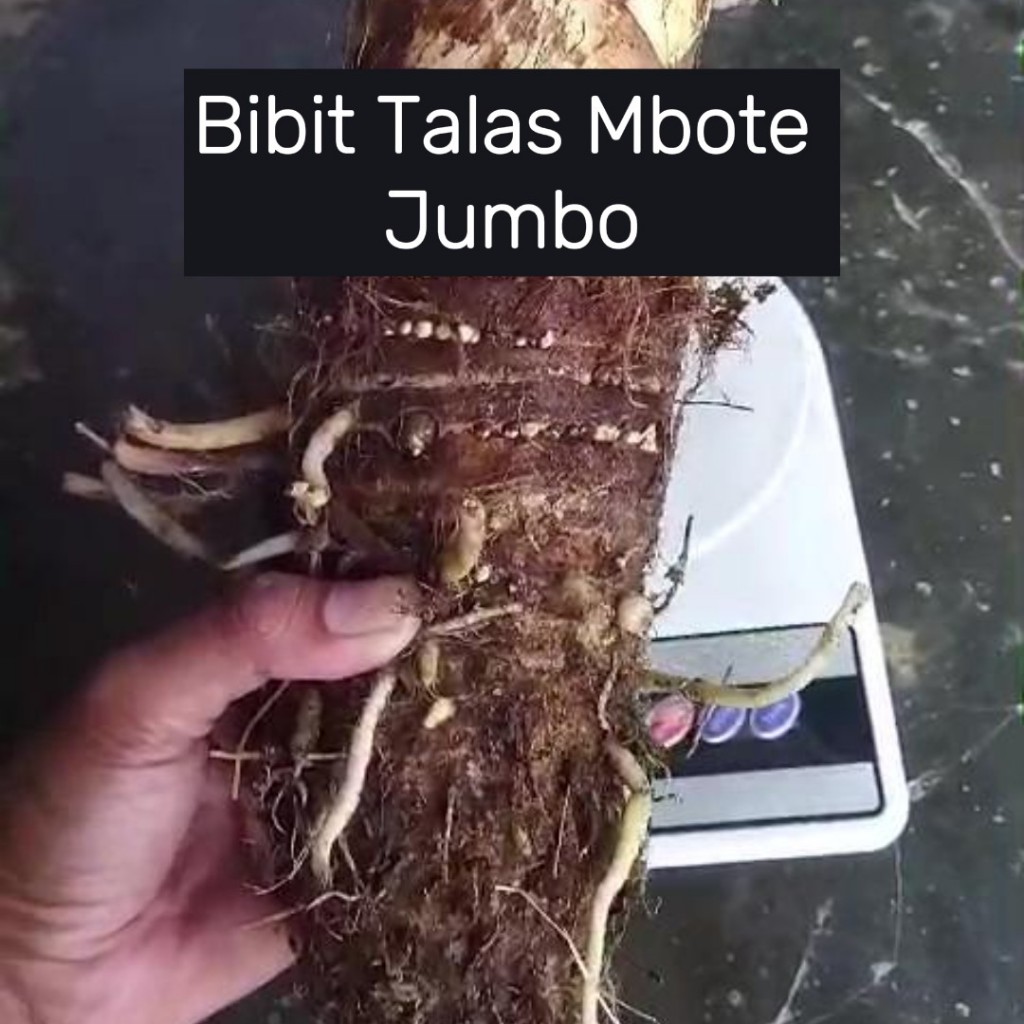 

Bibit Bonggol Mbote Talas Ukuran Jumbo