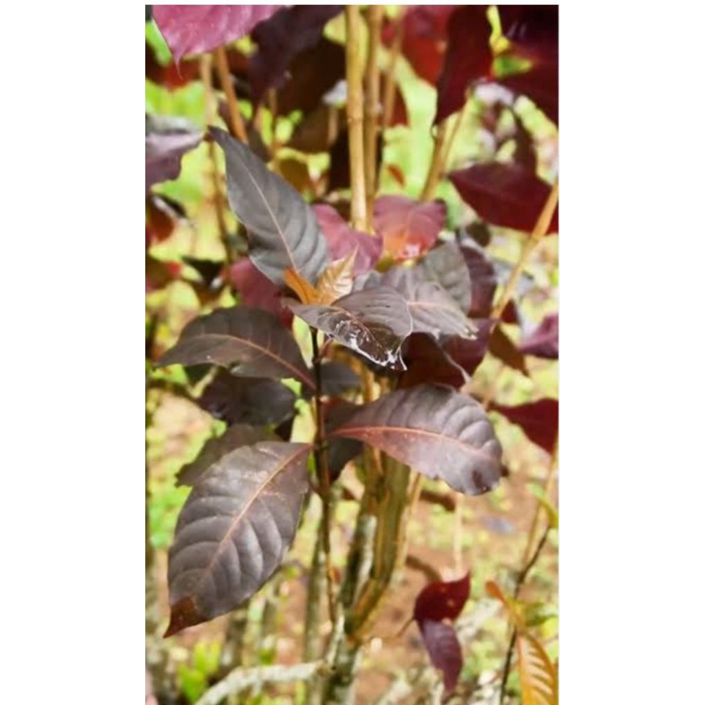 

daun handelem atou daun unggu