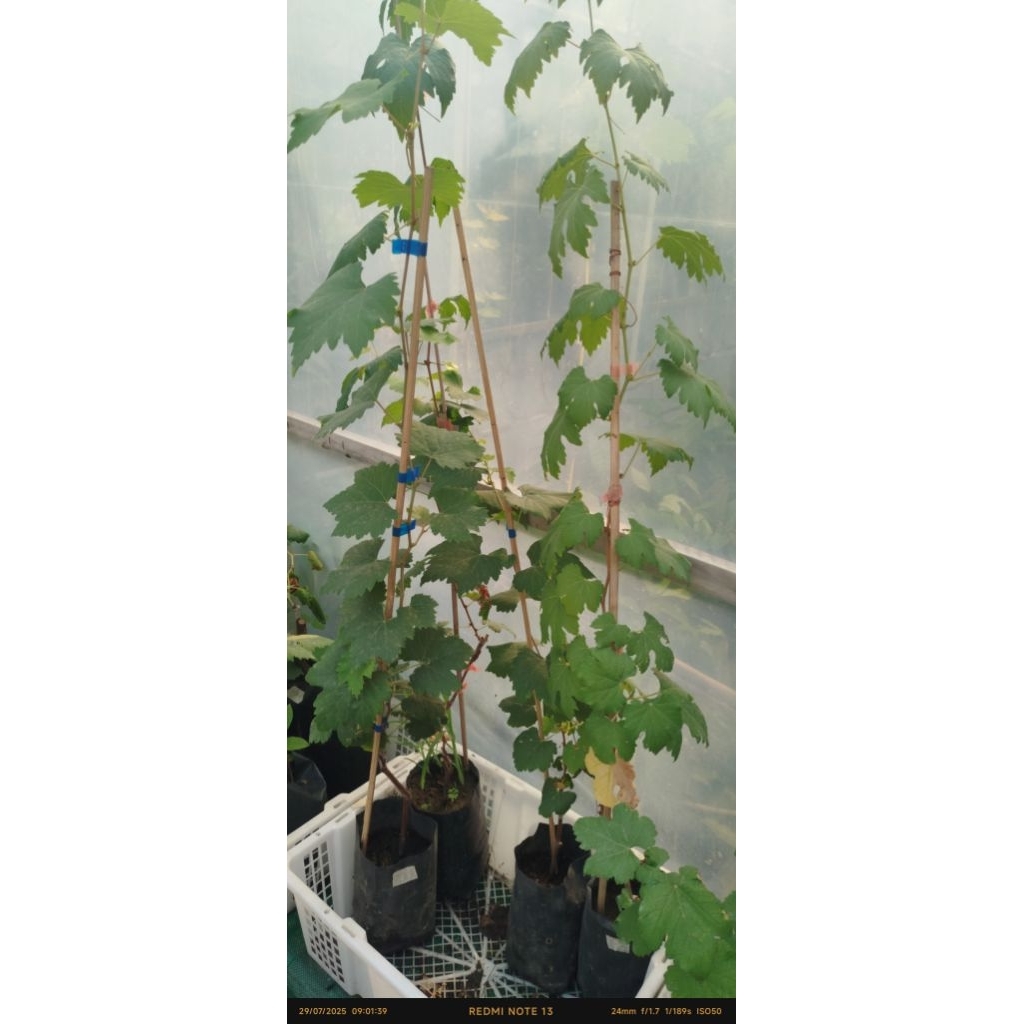 

Bibit Anggur Yummy Rembo Valid 100%