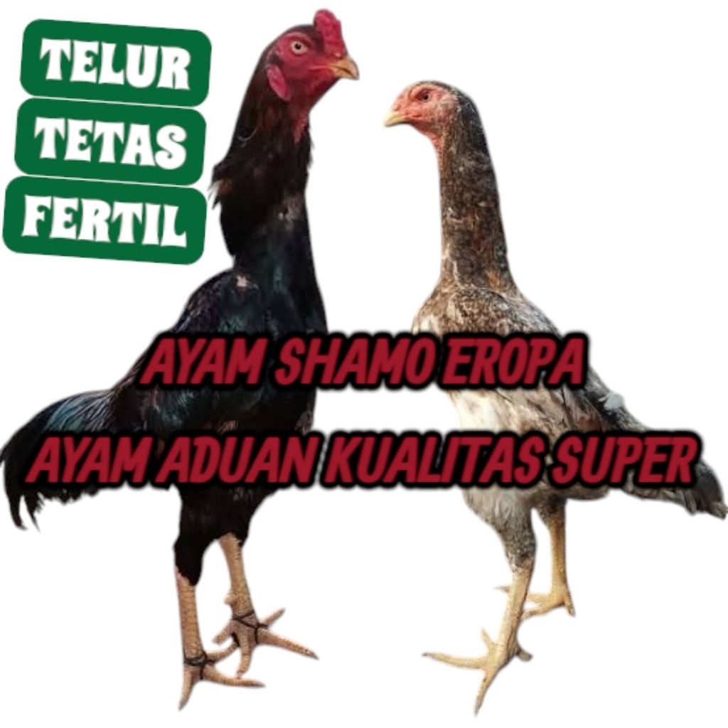 

Telur Tetas ayam shamu aduan ori.. bisa ditetaskan