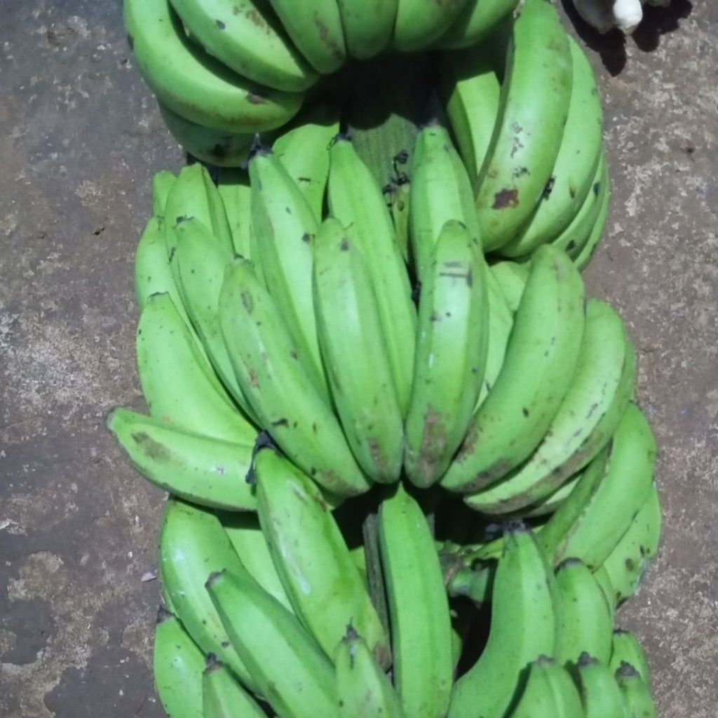 

Pisang Ambon pilihan manis dan legit