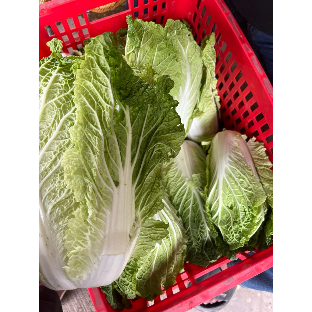 

sawi putih ( slobor ) segar 1 kg