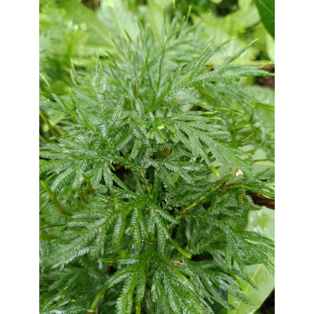 

daun cakar ayam 500 gram/daun herbal segar/langsung petik