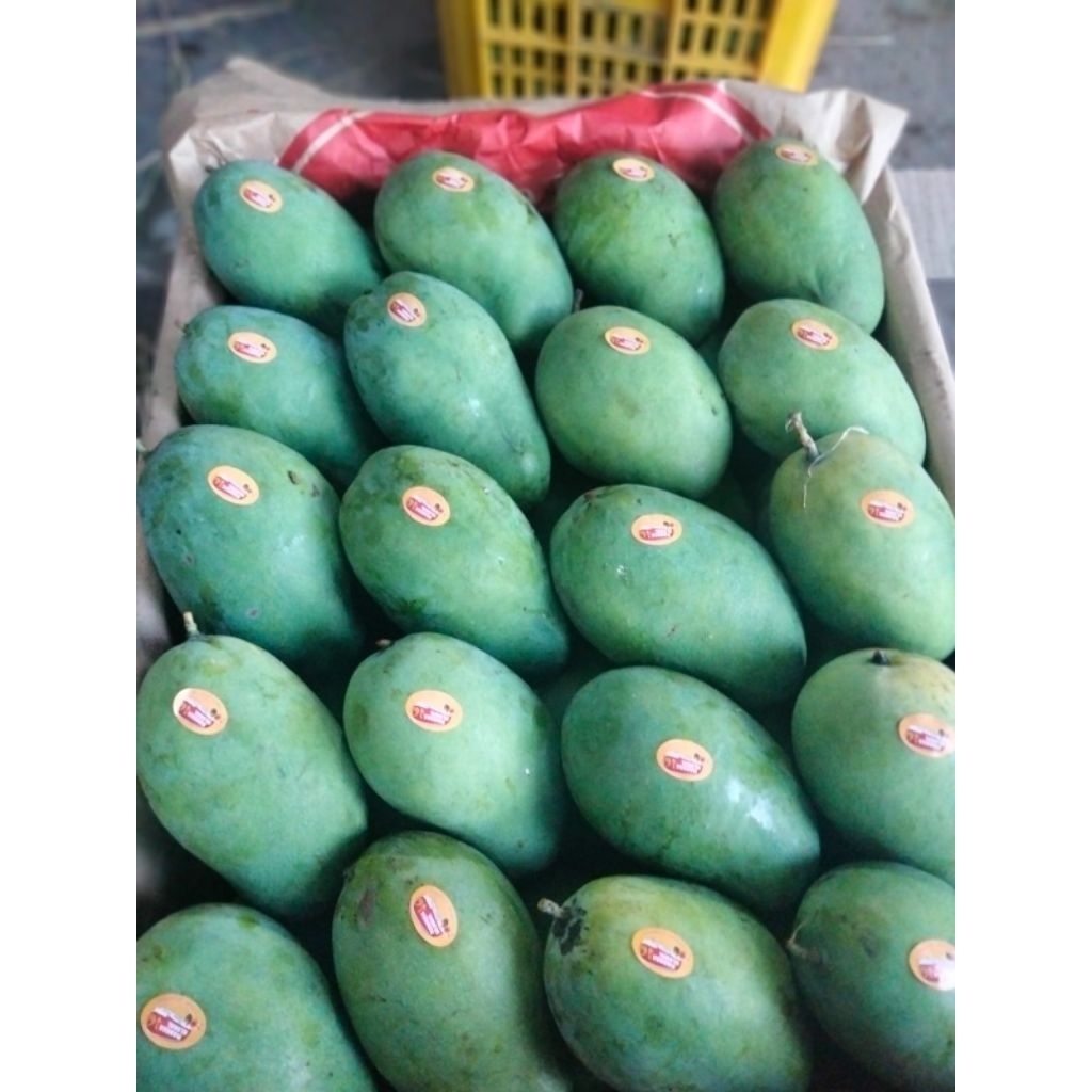 

mangga HR gadung Situbondo