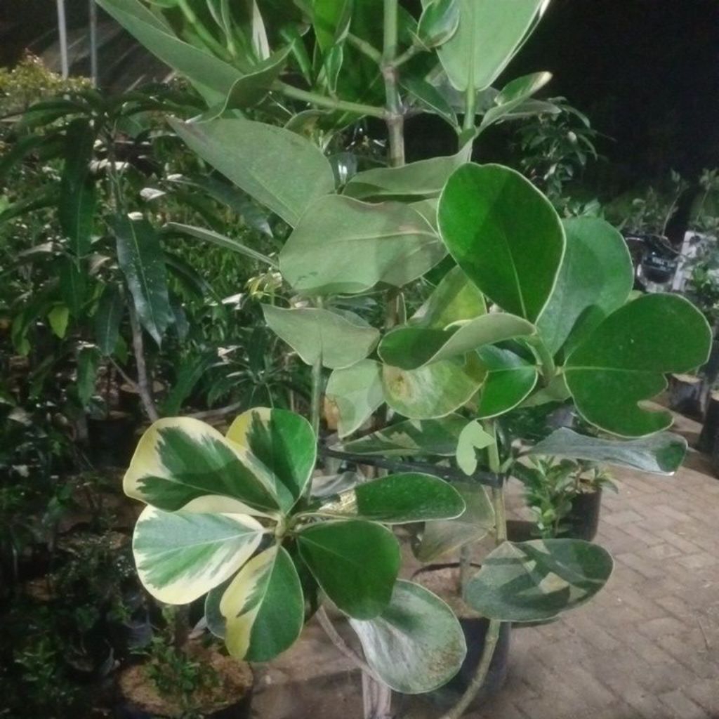 BIBIT MANGGIS VARIGATA INDUKAN