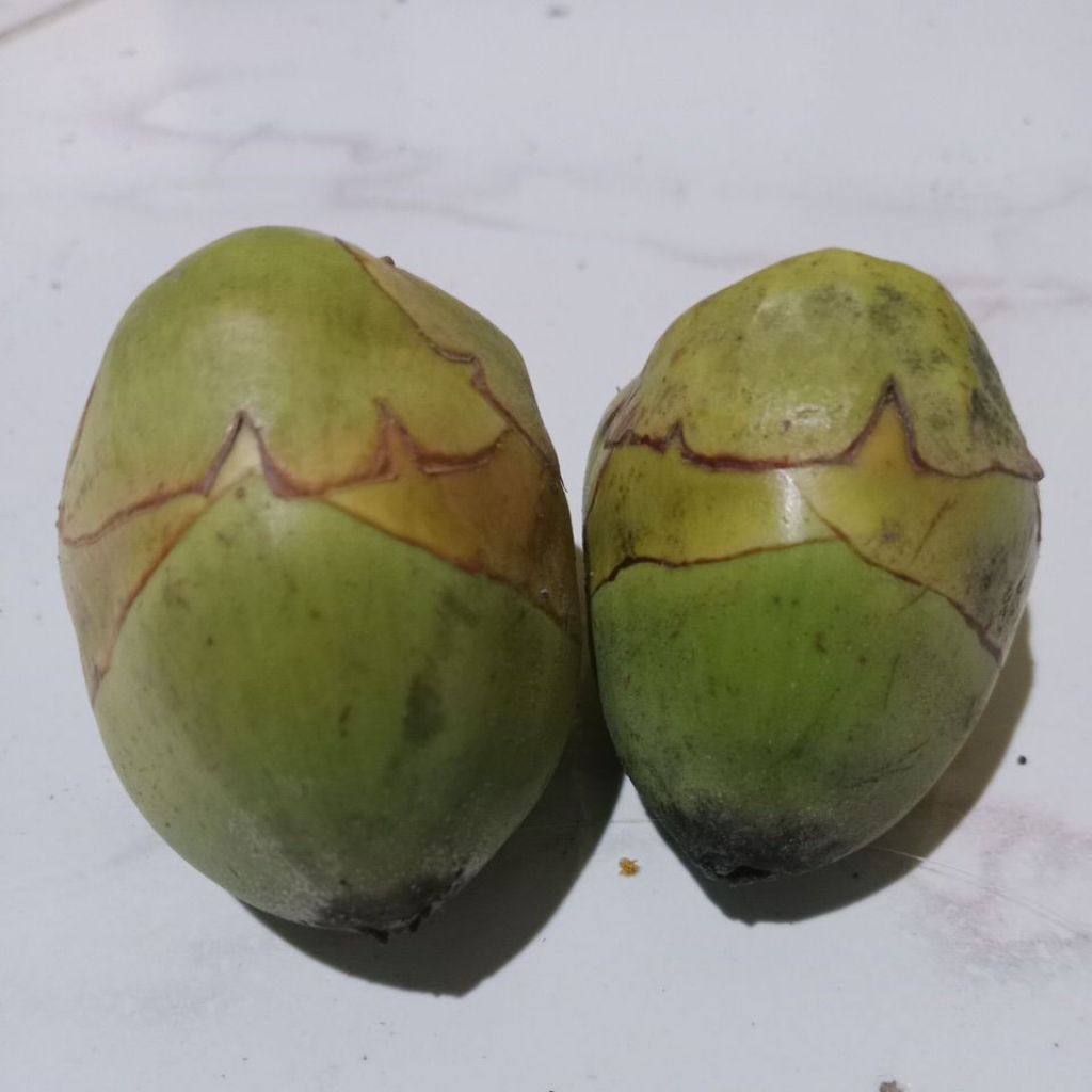 

(10PCS) CEMBULUK/BULUK/BAKAL KELAPA FRESH OBAT HERBAL KOLESTEROL