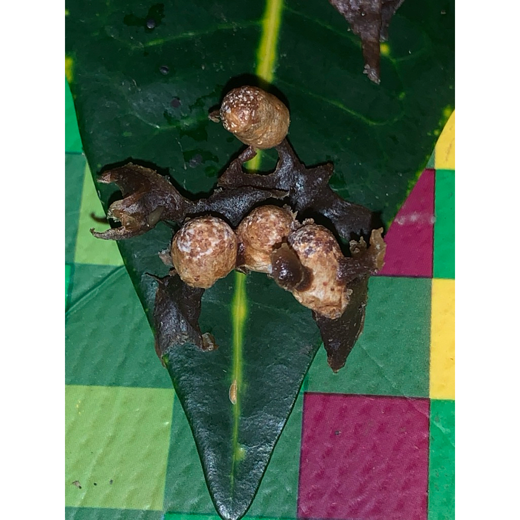 telur caltu trigona itama