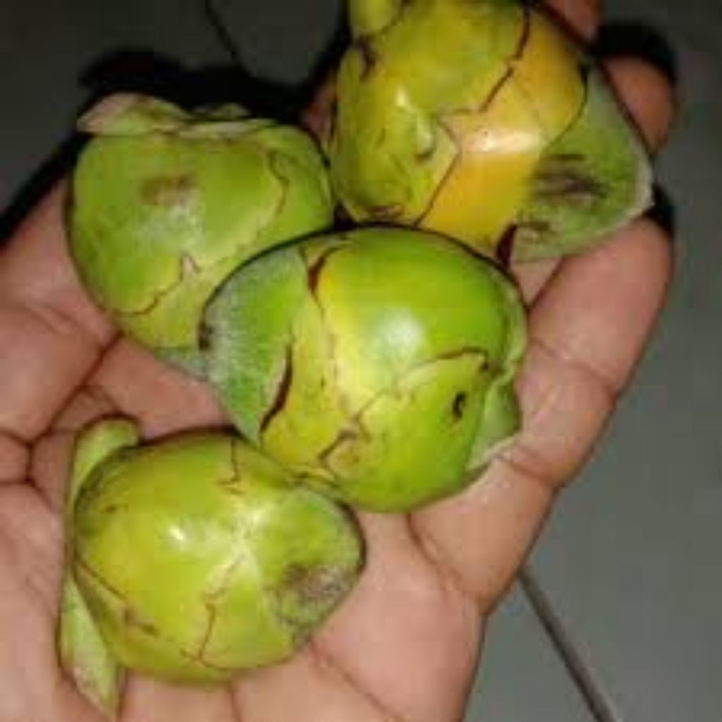 

Beluluk/baruluk buah kelapa muda kecil per 10 pcs