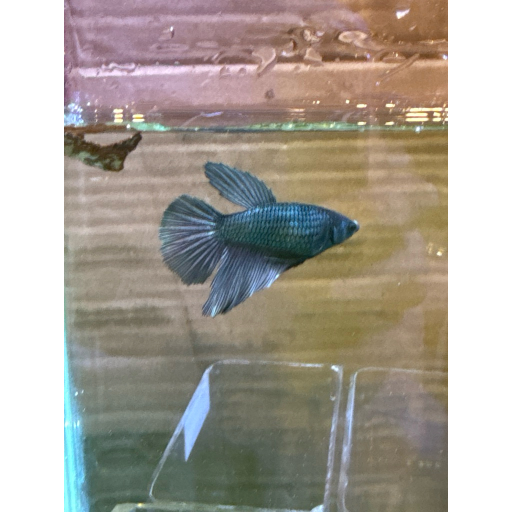 cupang halfmoon Silver Gold betina/female