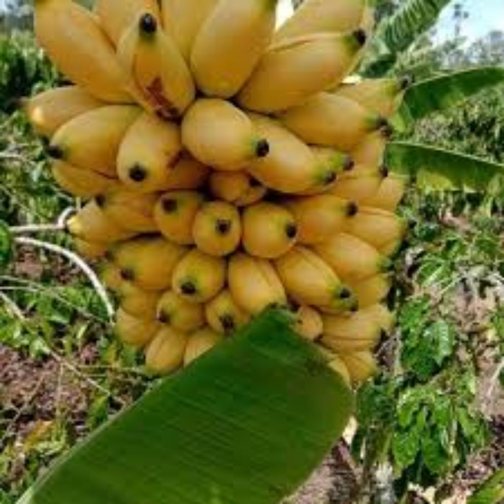 

Jual Buah Pisang Emas Kirana Kwalitas Terbaik