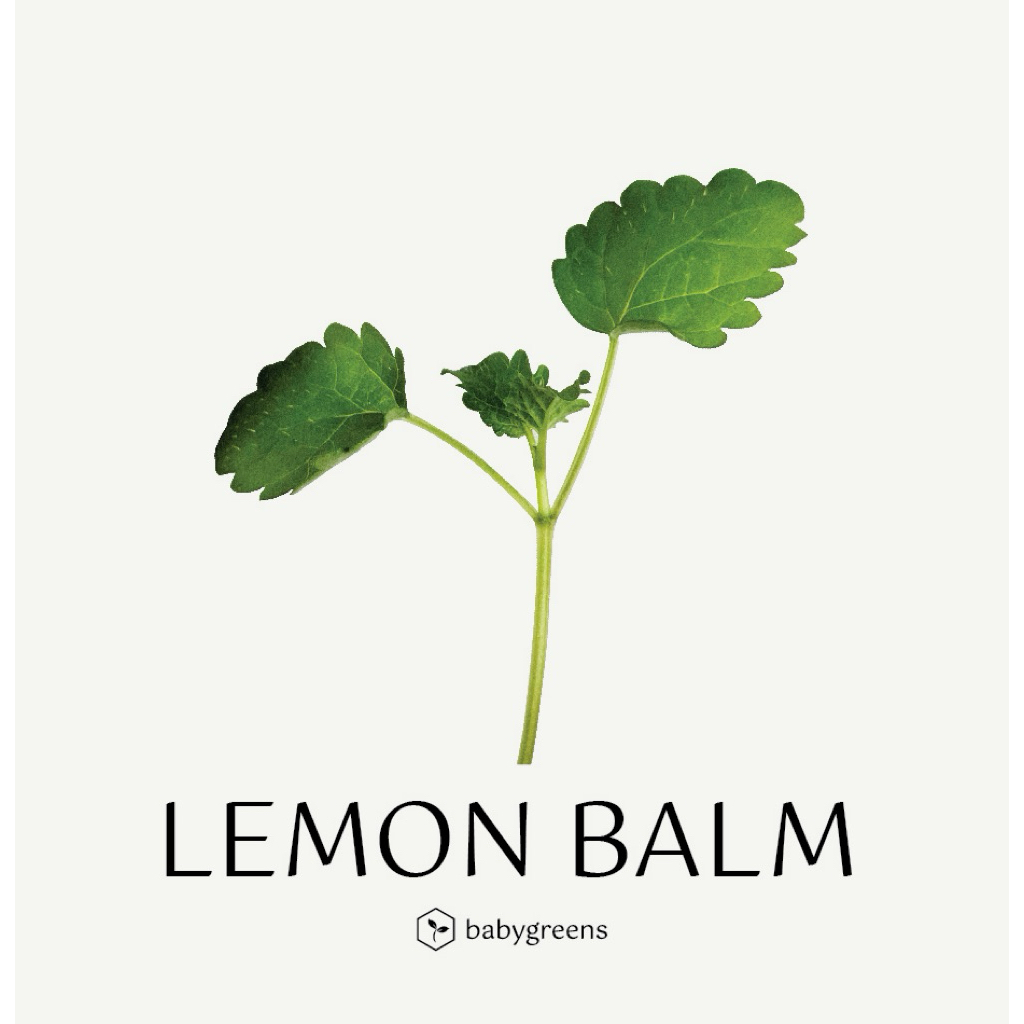 

[BABYGREENS] Lemon Balm Microgreens - 30 gr