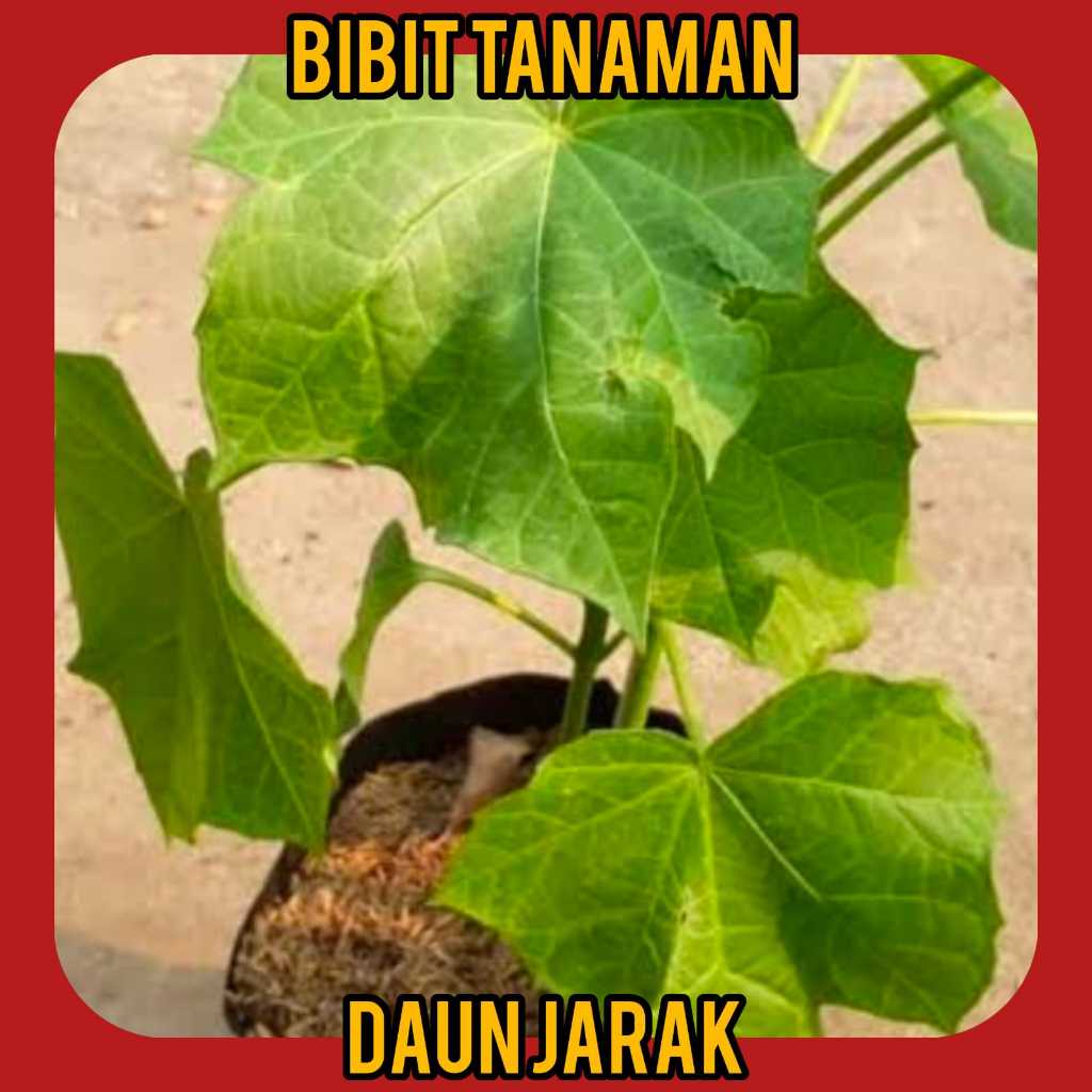 Bibit Daun Jarak Pagar / Jarak Pagar Herbal