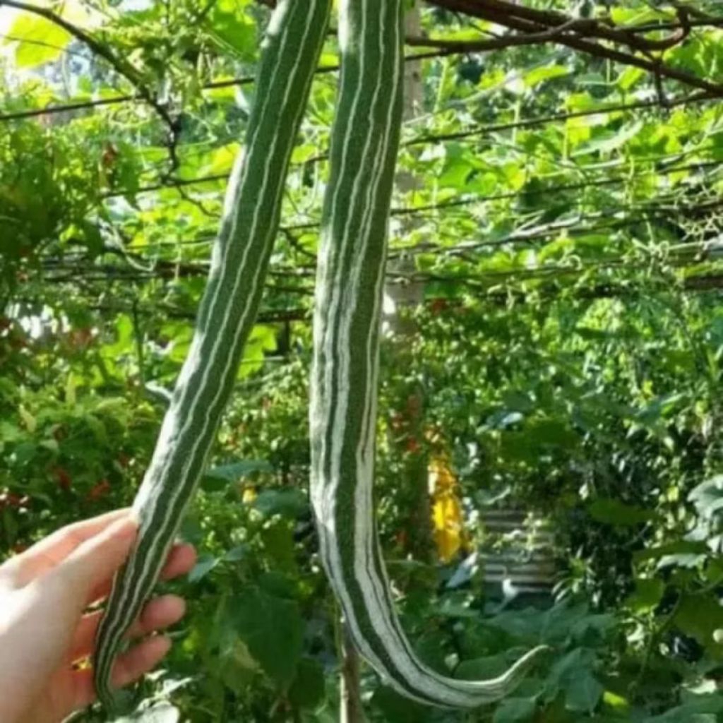 Biji benih pare belut /paria belut