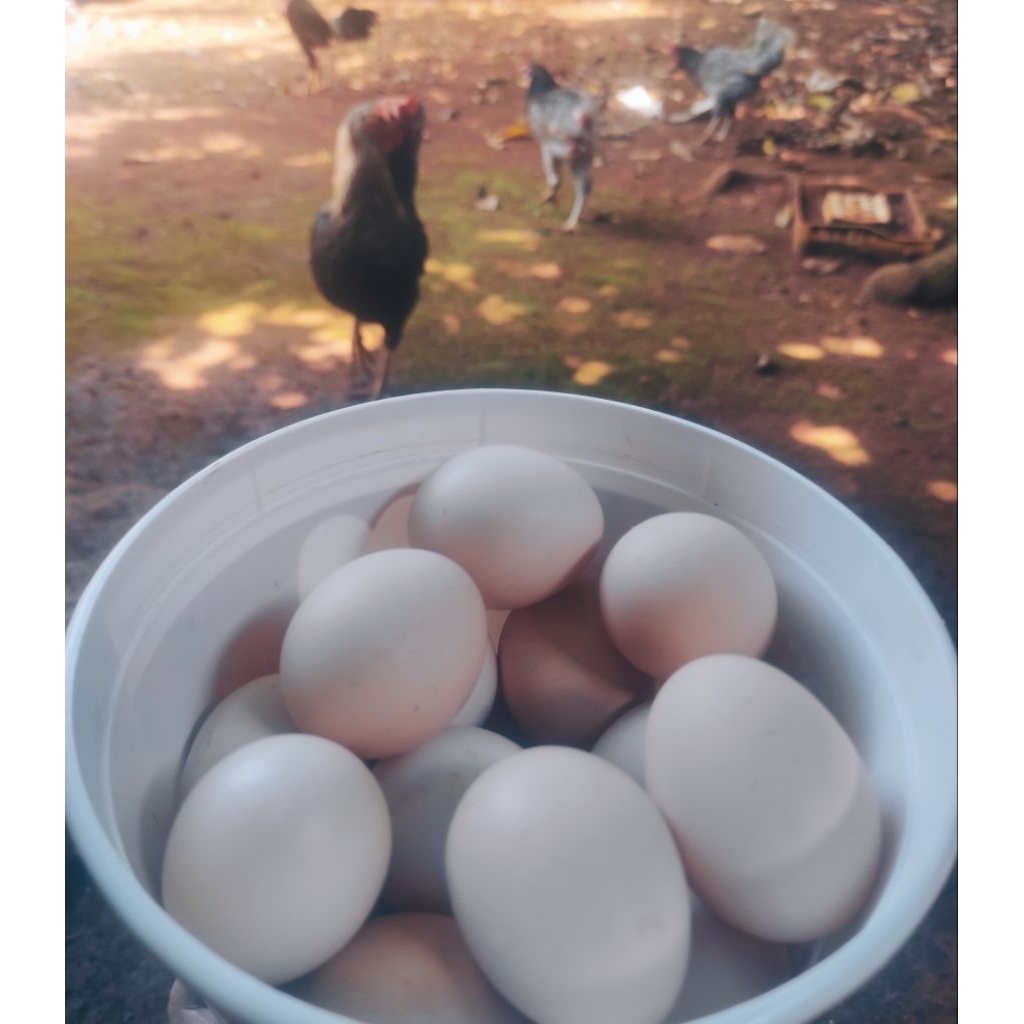 

Telur Fertil Ayam Kuntara