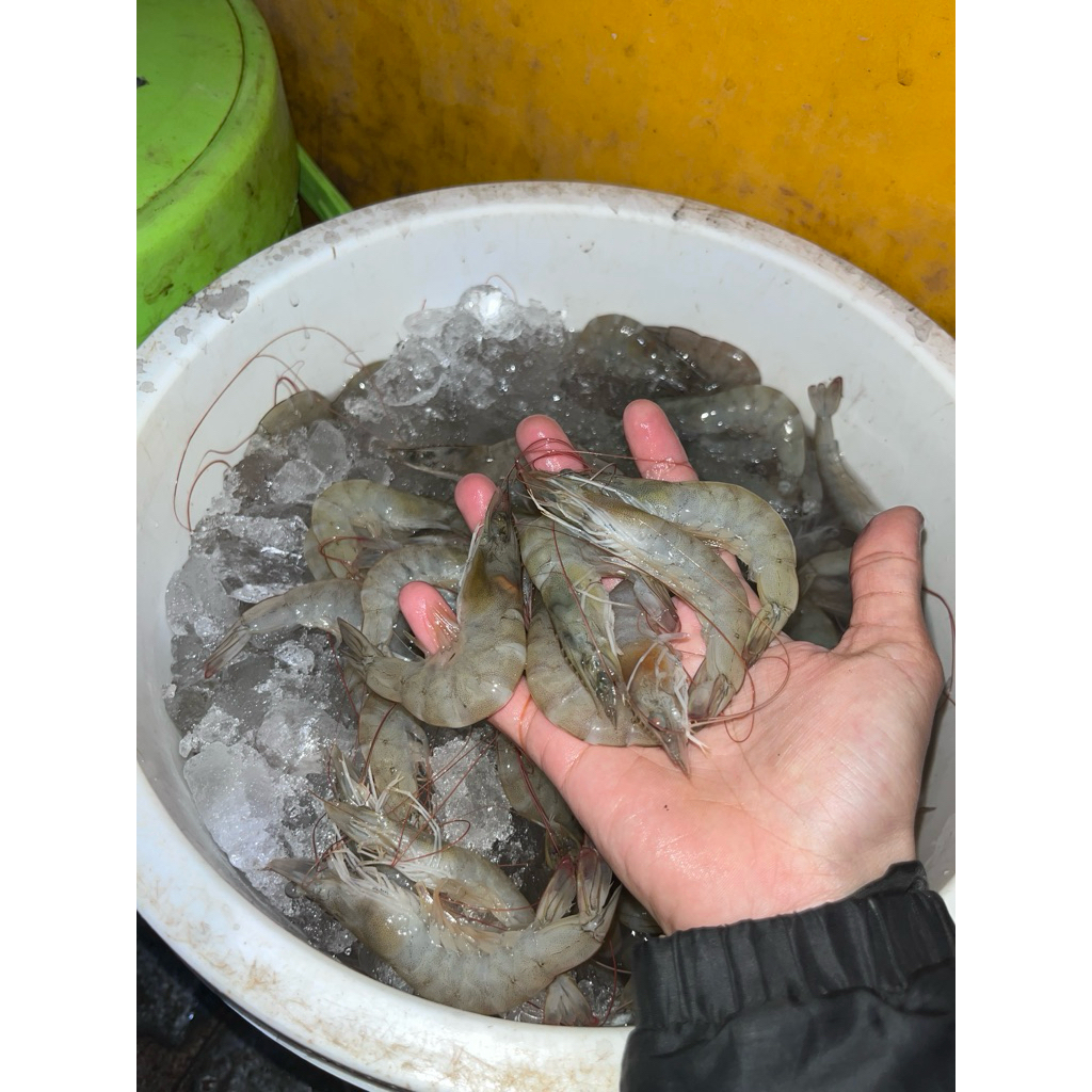 

Udang sedang tanggung size 80 500gram