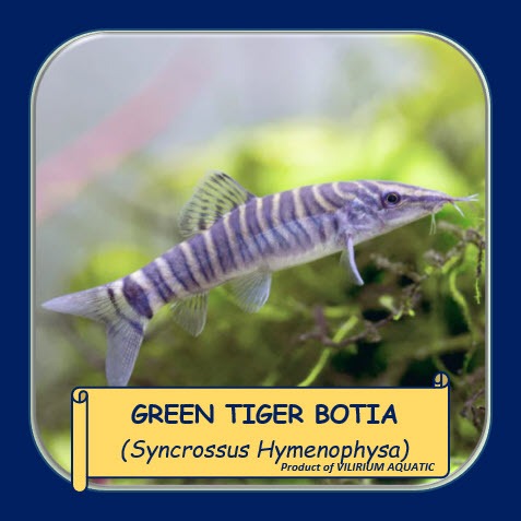 IKAN HIAS AIR TAWAR - BOTIA GREEN TIGER / IKAN LOACH HARIMAU HIJAU / SYNCROSSUS HYMENOPHYSA (IKAN PE