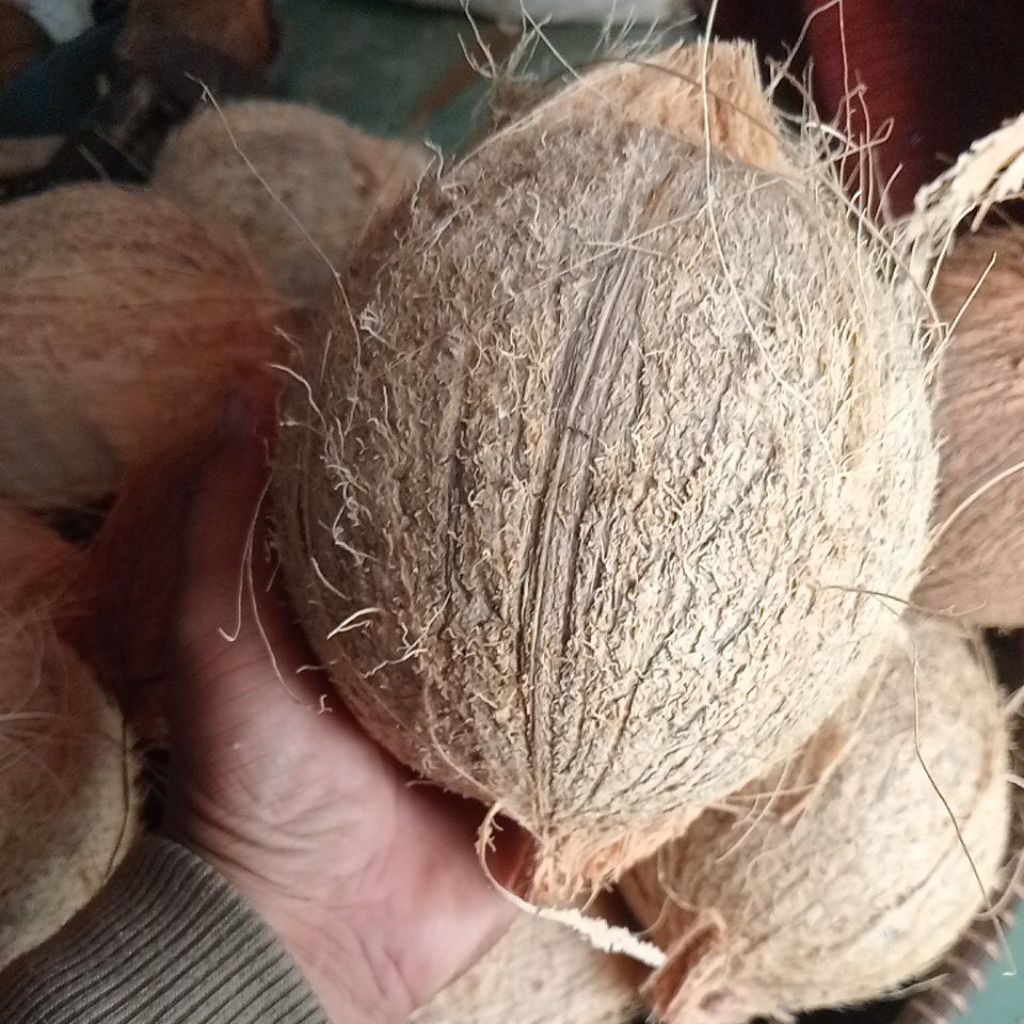 

Kelapa Tua Untuk Santan Kualitas Super