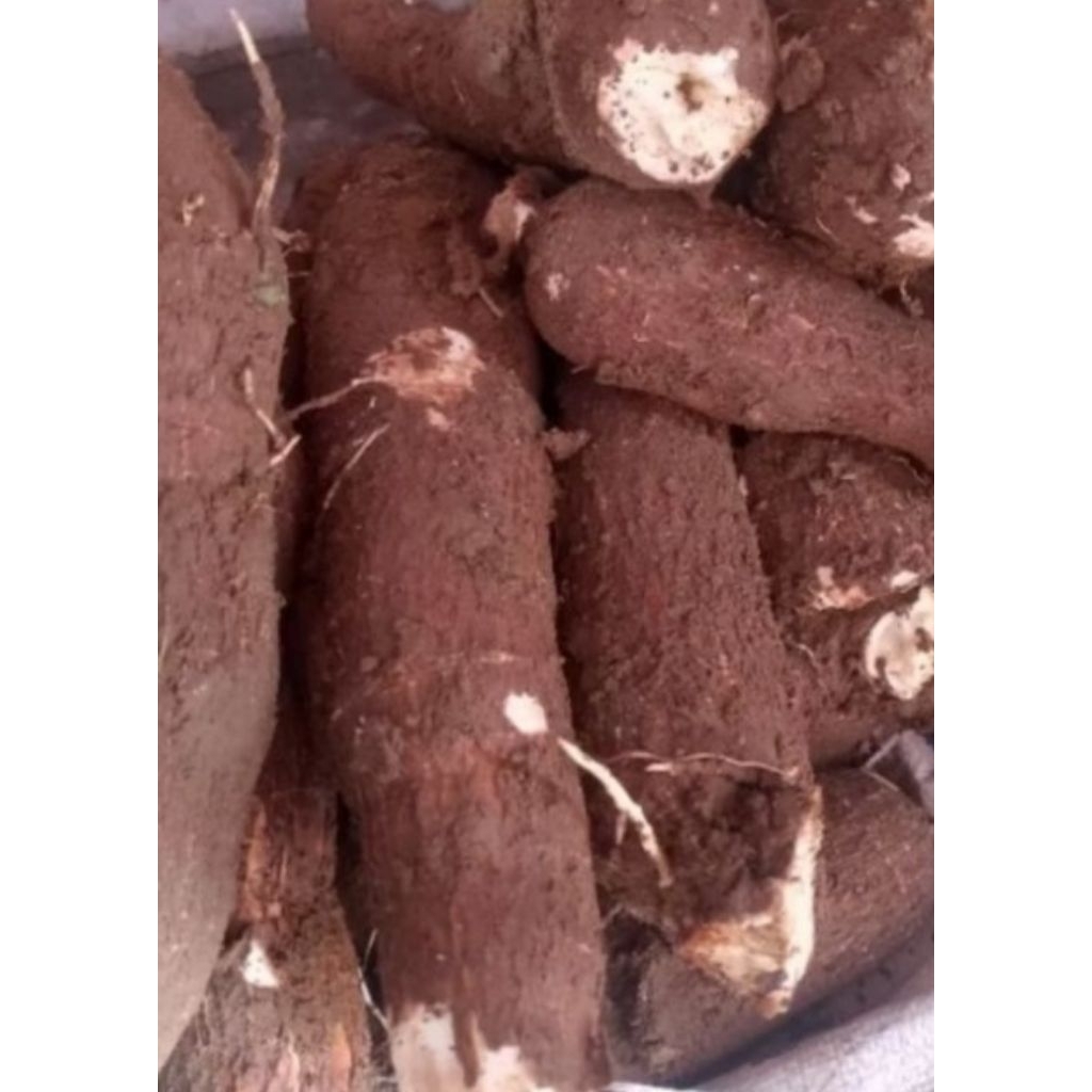 

Singkong Pohung Ubi jalar Ketela pohon 500gr