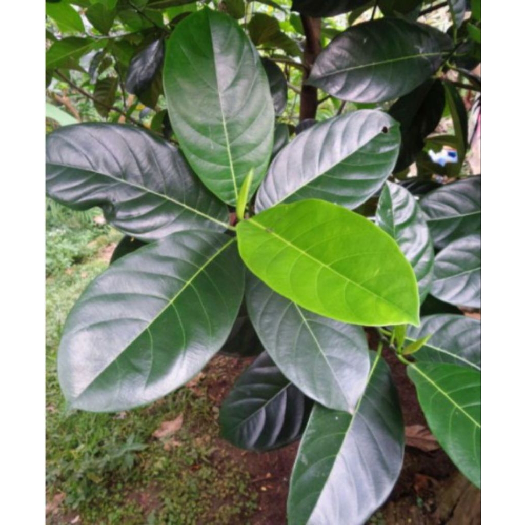 

daun nangka segar 150 lembar