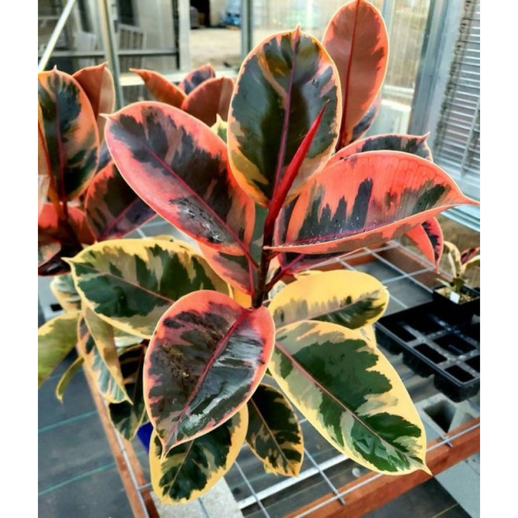 tanaman hias ficus elastica ruby tricolor - karet kebo tricolor - ficus elastica ruby