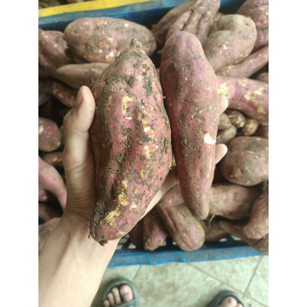 

Ubi Jepang Berkualitas, Manis