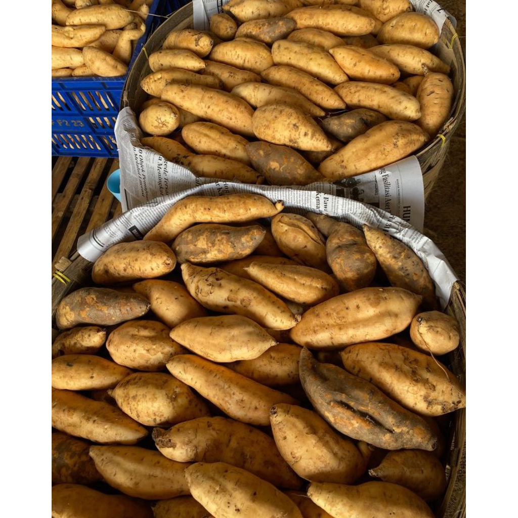 

UBI CILEMBU MADU MANIS LEGIT. 1kg