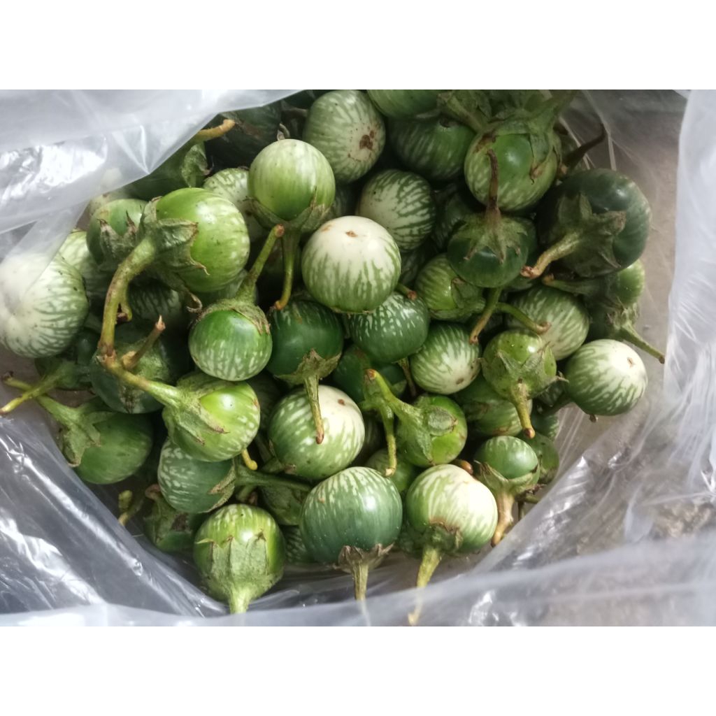 

terong putih atau terong lalab promo panen 500gr