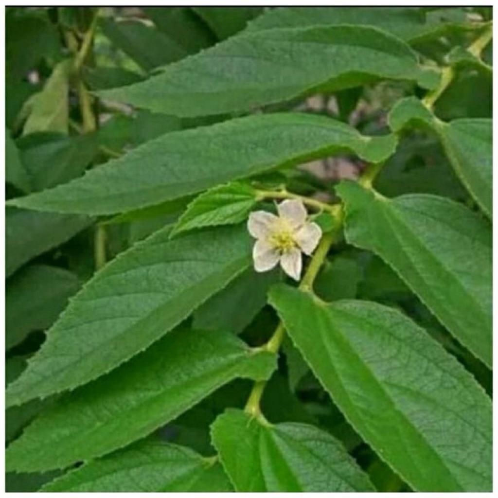 

DAUN KERSEN CHERY HUTAN KALIMANTAN