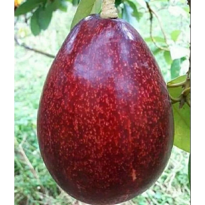Bibit Tanaman Buah Alpukat Red Vietnam / Alpukat Mentega Merah Super Genjah