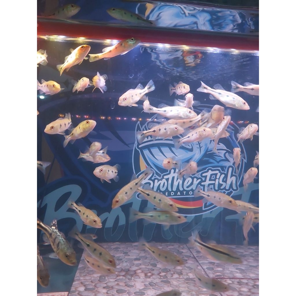 peacock bass orinoco 6-8 cm