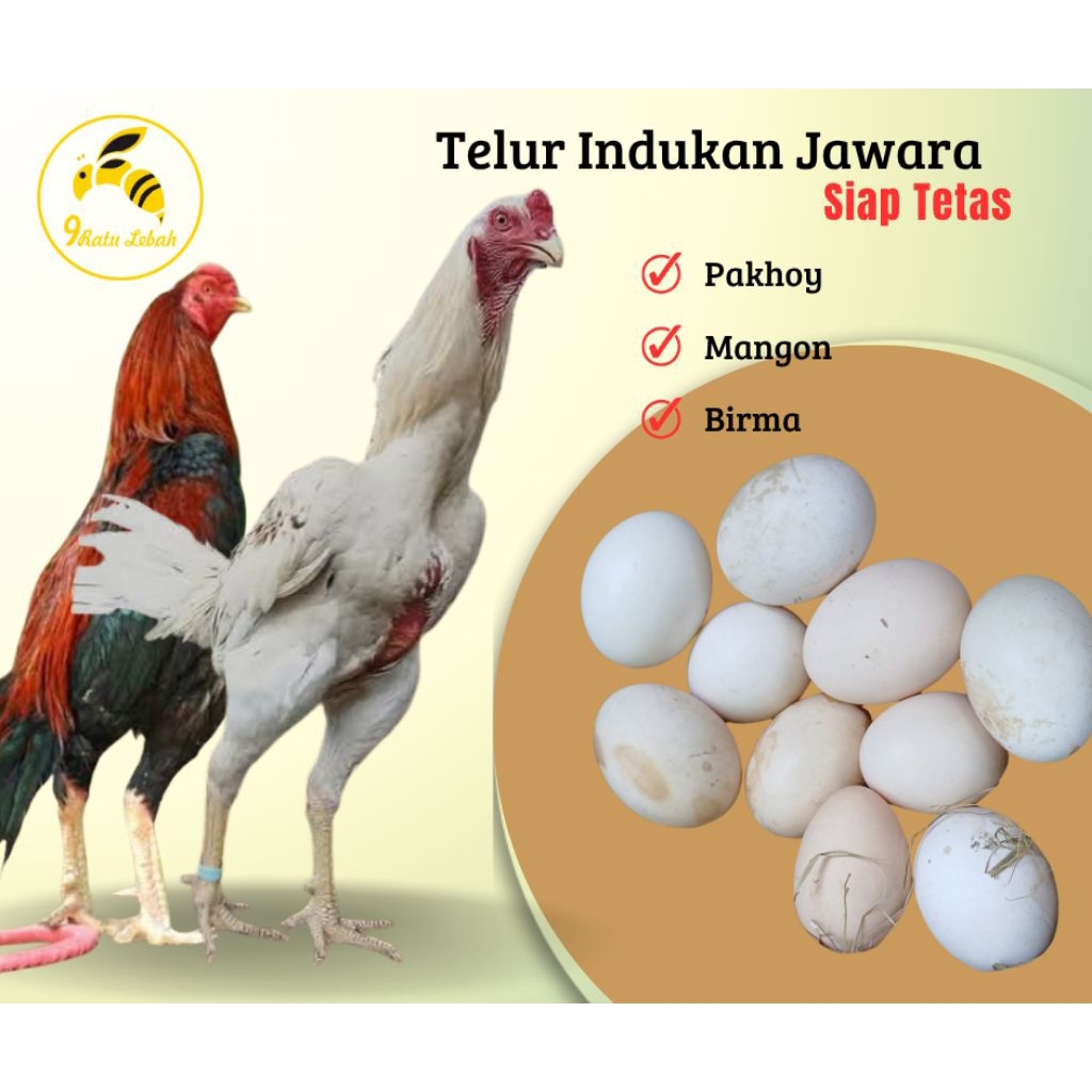

Telur Ayam Petarung Unggulan - Pakhoy | Mangon | Birma – Genetis Juara, Siap Tetas