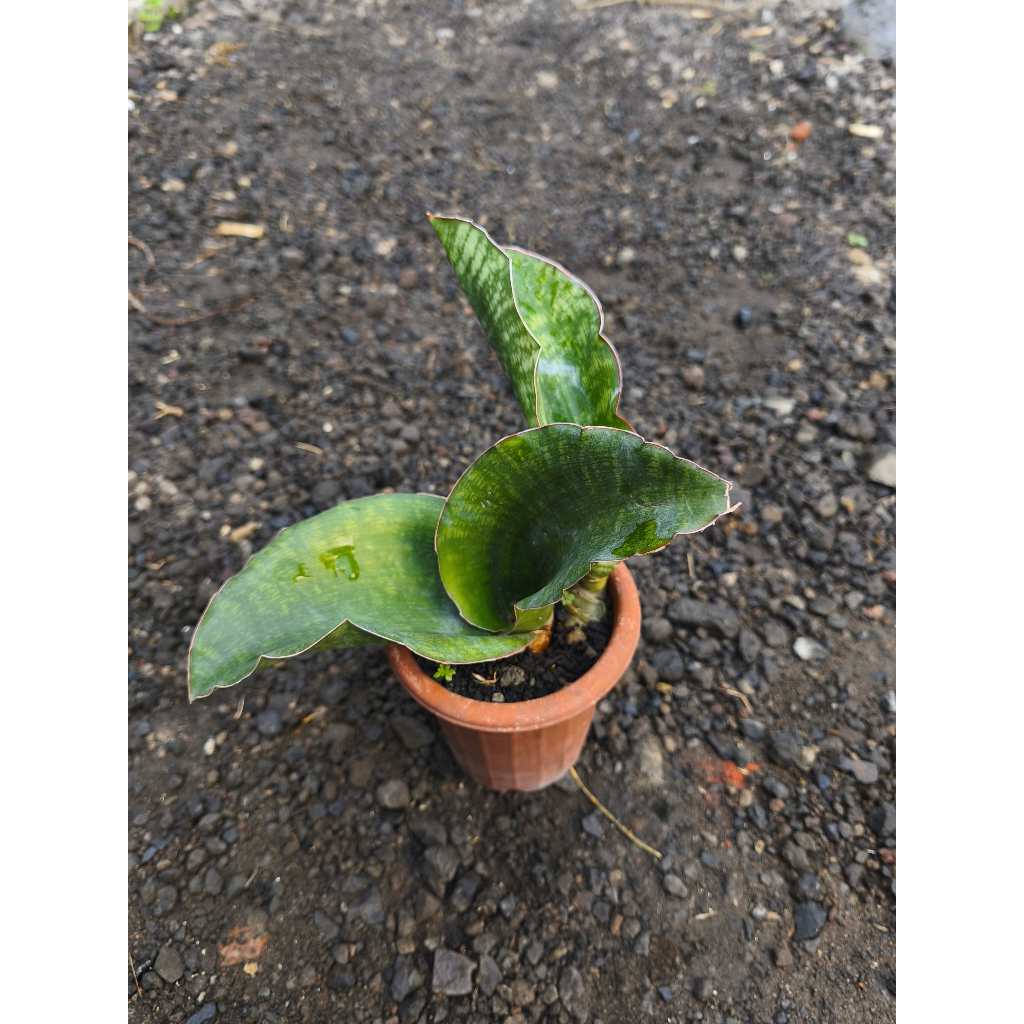 Sansevieria sp. Harare