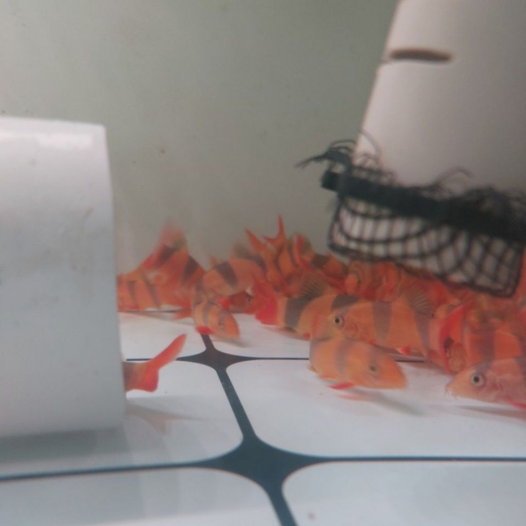 HIASAN AQUARIUM BOTIA 6-8 cm minimal pembelian 3