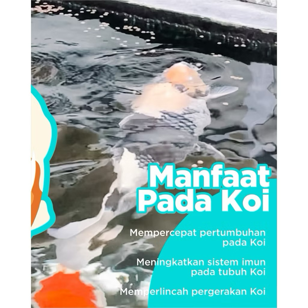 Nobira98 Fujipet Koizen Grow Pakan Koi 5Kg