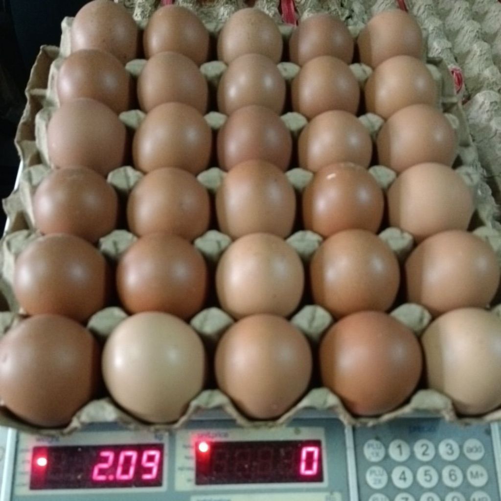 

Telur ayam uk. grade A