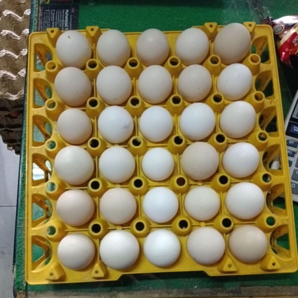 

Telur kampung Omega